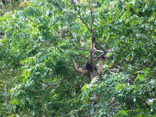 8Tag_Rio-Caura_Indianer(129).JPG